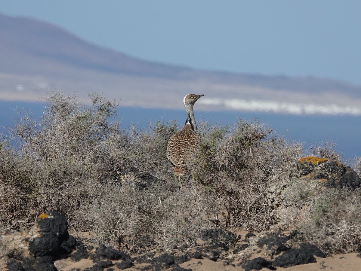 Roger Hackney tweet media