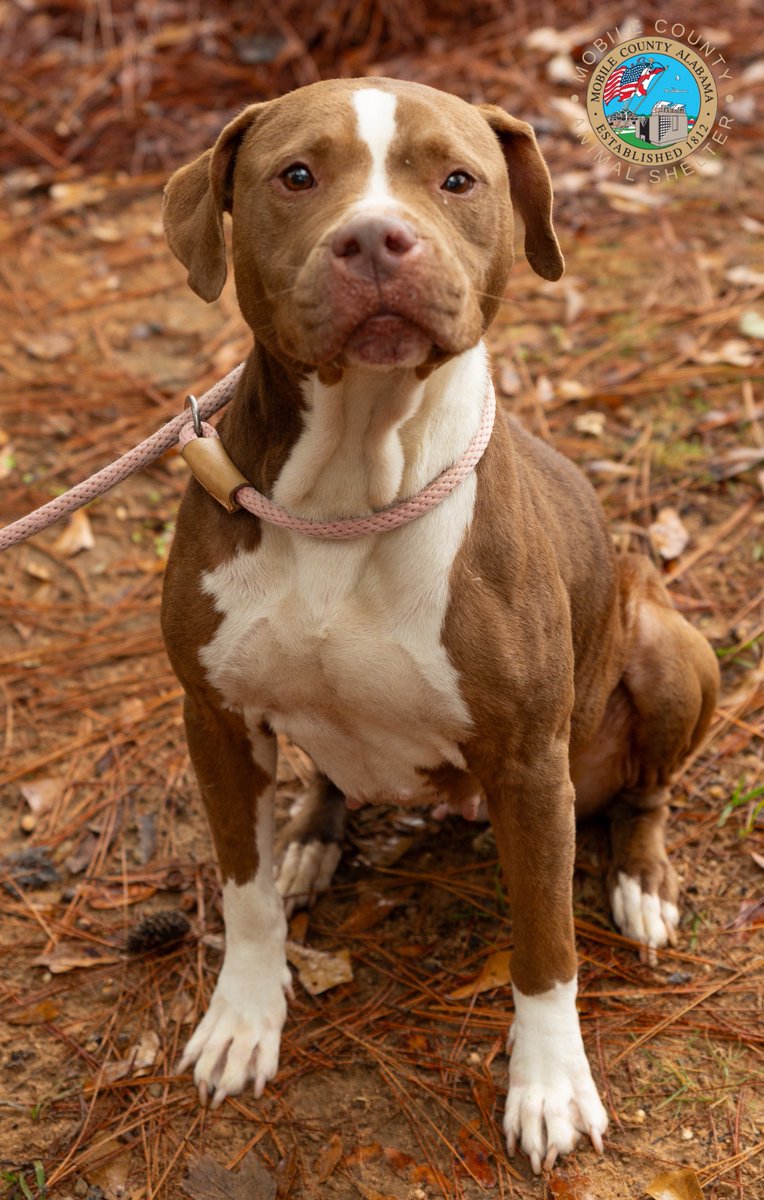 MCACShelter's tweet photo. A080209-  Winnie is a sweet and gentle pup who’s ready to be your loyal companion! Her loving heart is all set to bring you endless joy and friendship. 🐾💛 #AdoptWinnie #LoyalCompanion #SecondChances https://t.co/kFtofxt2x3