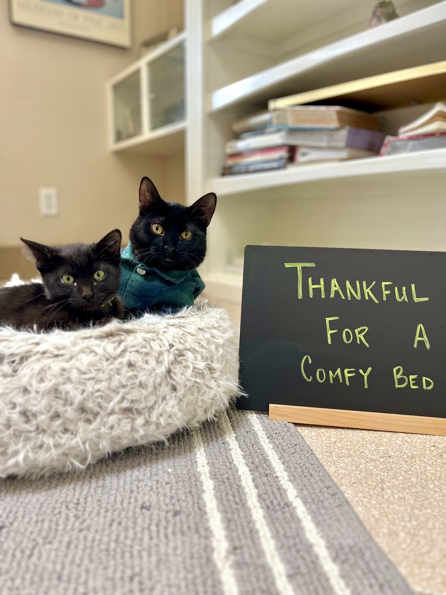 bestfriends's tweet image. This month, we’re celebrating the quirky things that bring shelter pets joy! Kombucha &amp;amp; Mona love a soft bed, but for kittens like Goshen &amp;amp; Spotty, it’s all about boxes! 😸 Help make life cozy for homeless pets—consider donating to your local shelter! #ThankfulForPets ^jb &amp;amp; ad 🧡