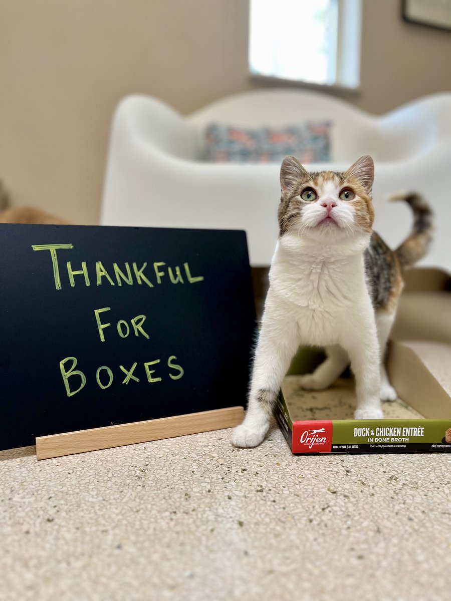 bestfriends's tweet image. This month, we’re celebrating the quirky things that bring shelter pets joy! Kombucha &amp;amp; Mona love a soft bed, but for kittens like Goshen &amp;amp; Spotty, it’s all about boxes! 😸 Help make life cozy for homeless pets—consider donating to your local shelter! #ThankfulForPets ^jb &amp;amp; ad 🧡