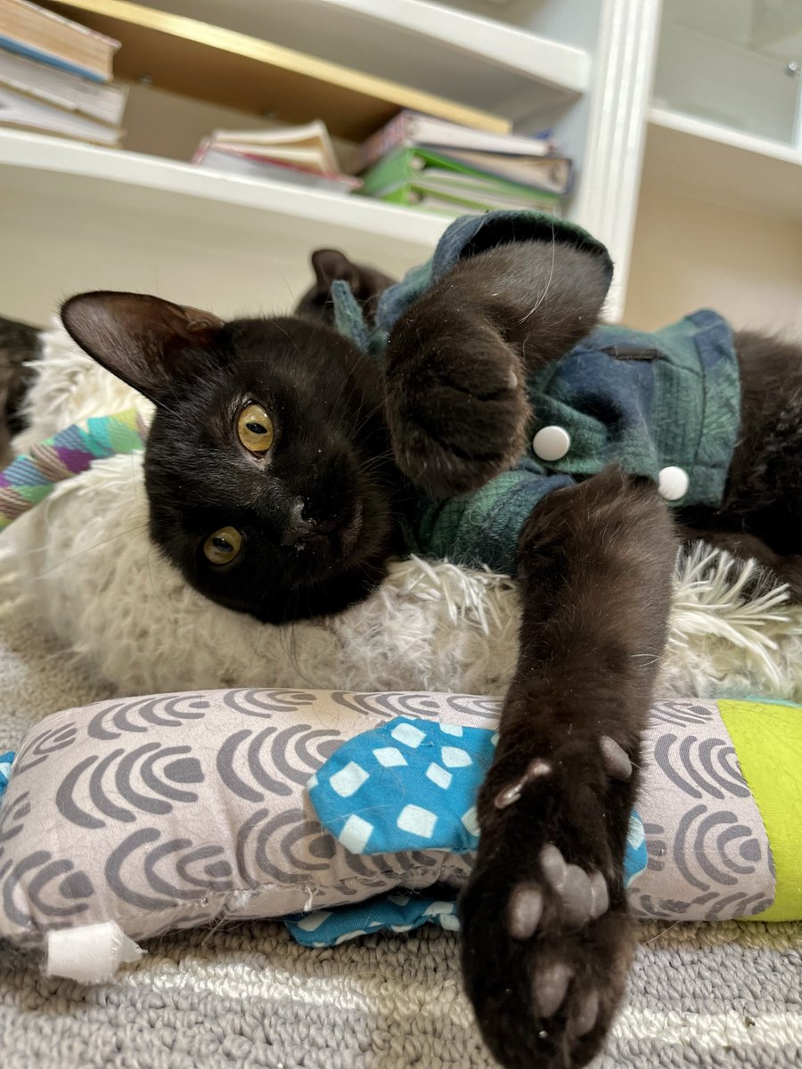 bestfriends's tweet image. This month, we’re celebrating the quirky things that bring shelter pets joy! Kombucha &amp;amp; Mona love a soft bed, but for kittens like Goshen &amp;amp; Spotty, it’s all about boxes! 😸 Help make life cozy for homeless pets—consider donating to your local shelter! #ThankfulForPets ^jb &amp;amp; ad 🧡