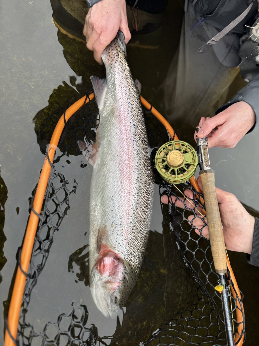 JRSMEDIA24's tweet photo. Awesome day fishing on Exmoor last weekend! #Flyfishing #Fishing #Rainbowtrout #Troutfishing #simmsfishing #patagonia #Trout #Rossreels #douglasflyfishing https://t.co/EgorrsBpFM