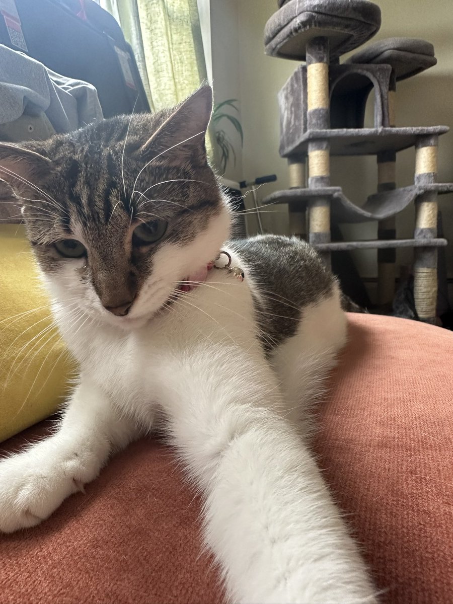 hey guys you should be giving your cats unlimited food oh whoops the camera was turned around ahaha