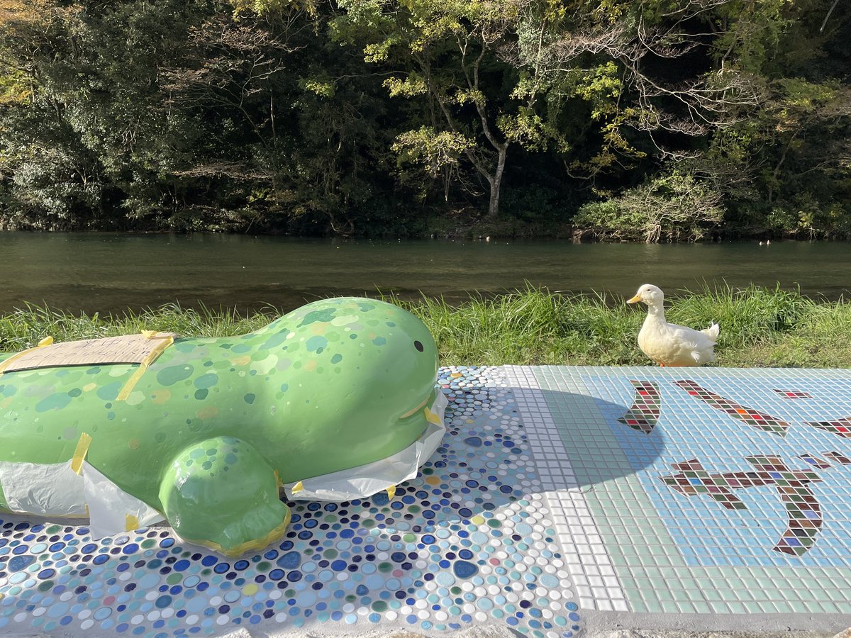 見つめ合うはんざきとアヒル💚🤍
#はんざき #オオサンショウウオ#湯原温泉