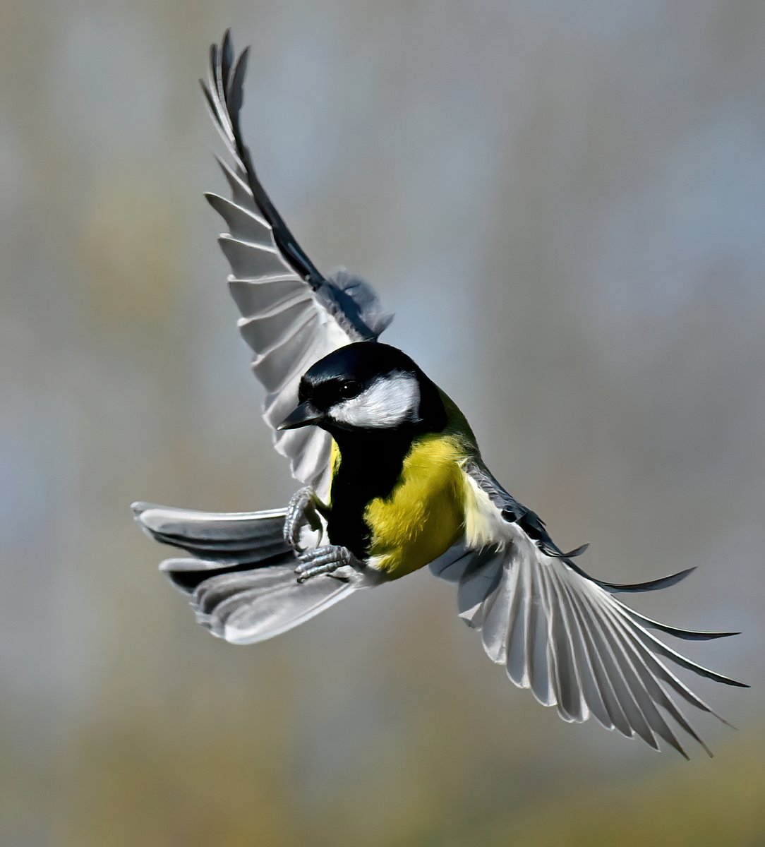 Incoming Great Tit! 😀
 Good morning everyone! 👋🐦