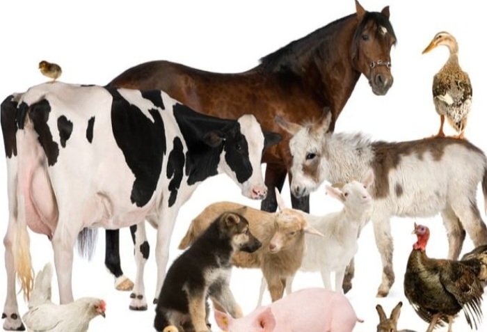 AVISO ROJO
No olvidemos a los animales. Aún estamos a tiempo de ponerlos a salvo.
No esperemos que les ocurra algo.