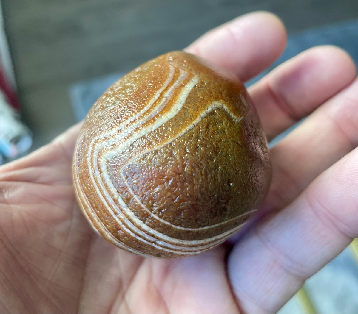 Scott Wolter tweet media