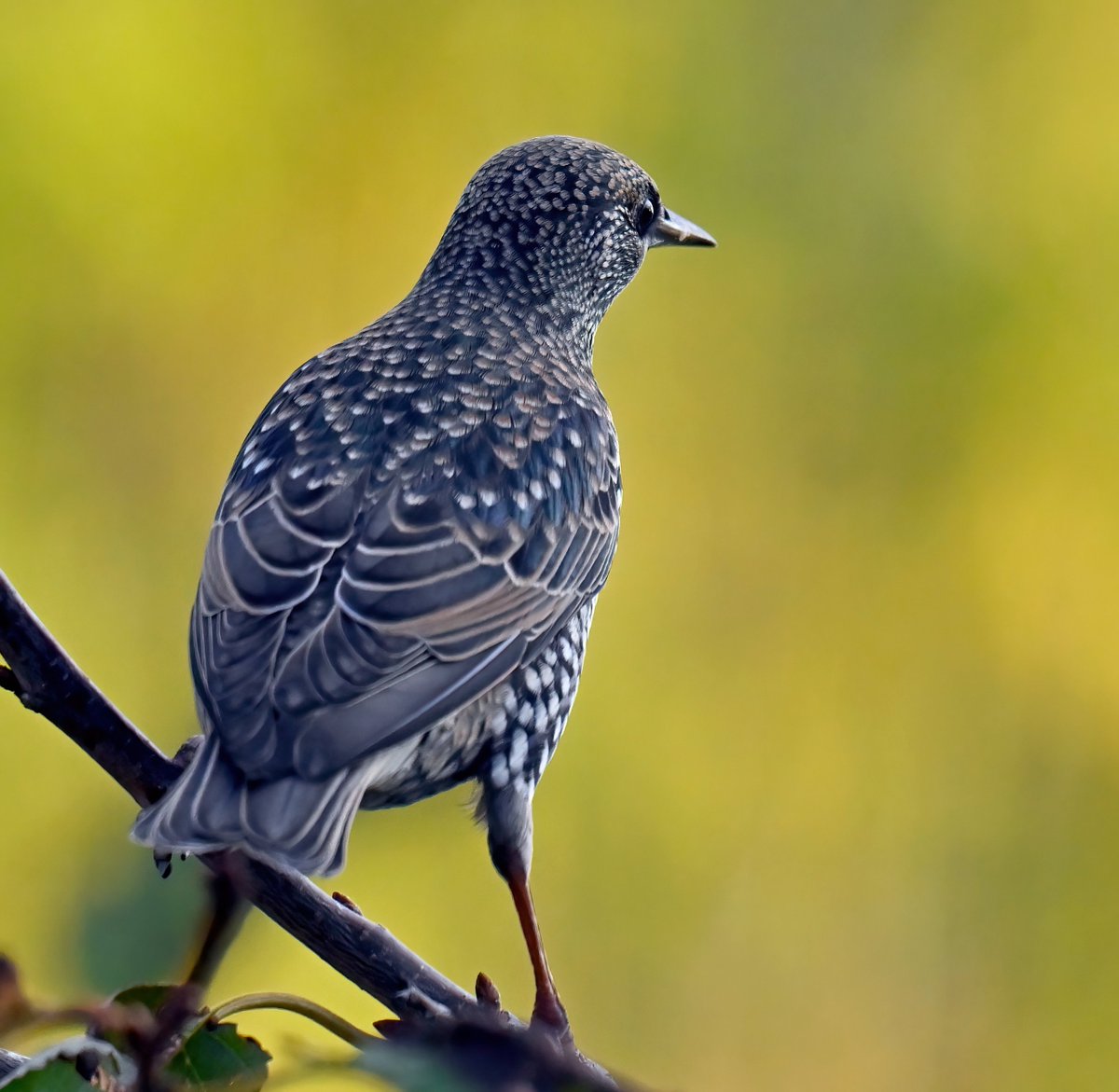 Starling from behind! 😁
 Taken last week from my bathroom window. 😊🐦