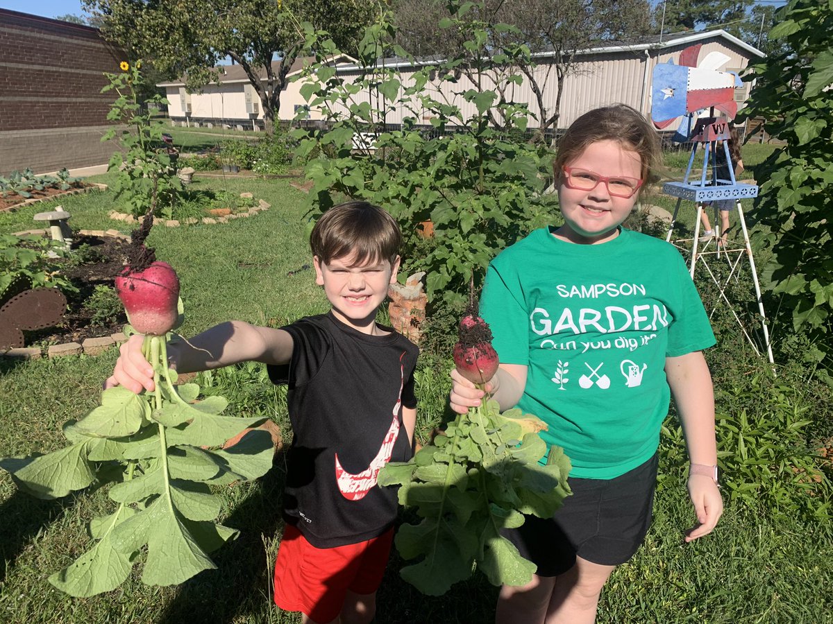 Radish harvest!! <a href="/readygrowgarden/">Ready to Grow Garden</a> <a href="/SampsonElem/">Sampson Elementary</a> <a href="/SampsonPTO/">Sampson PTO</a> <a href="/2ndgradeSampson/">Sampson2ndgrade</a> <a href="/3rdGradeSampson/">Sampson 3rd Grade</a>