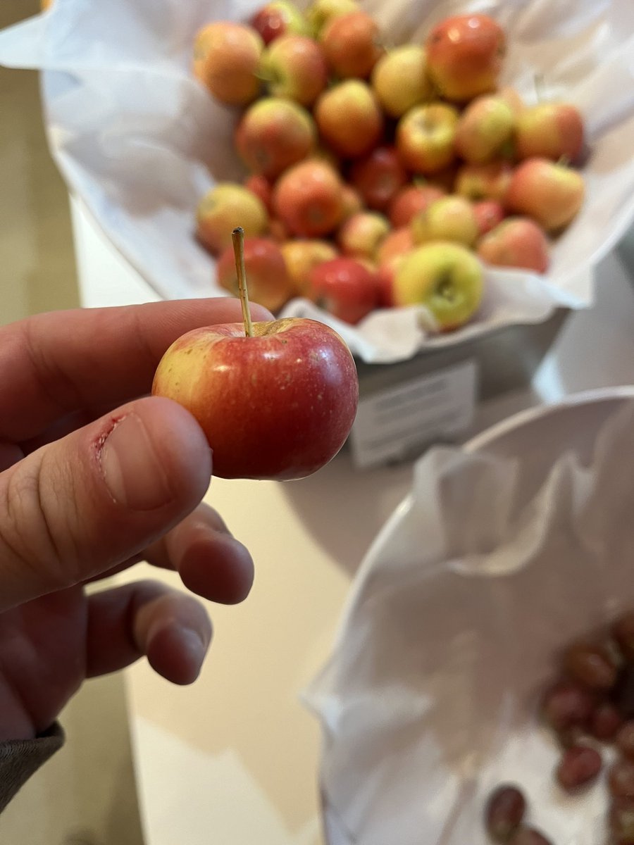 GREAT office snack, for those who care about presence. 

Handful of cashews, half dozen crab apples, standing up and leaning on the back of a chair. 

Two bite apples. Seeds and stems. Keeping my mouth open, eyes locked, brow furrowed. 

“Anyone have any questions?” they ask me.