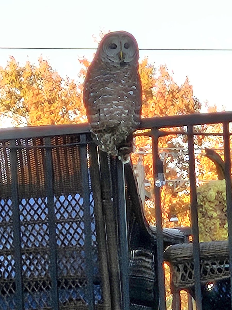 slim35's tweet photo. Monty the owl is free after being in the hospital. I found him he had lead poisoning and I took him to the world bird sanctuary to get help. He is doing much better. I wish him the best. https://t.co/ZOwRIeuYMY