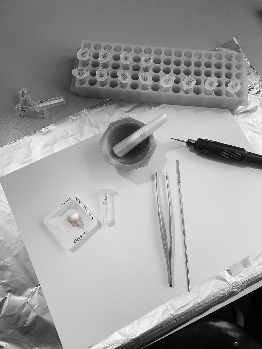 Spending the week at <a href="/BrusselsBioarch/">BB-LAB</a> learning a cool new skill: how to do Strontium isotope analysis on archaeological teeth 🦷 Living my best nerdy #postdoclife 👩🏼‍🔬 #labrat