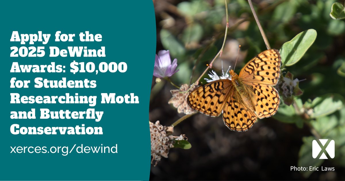 Xerces will be giving out two $10k DeWind Awards in 2025 to support students (grad or undergrad) studying moth and butterfly conservation! 
🗓 Deadline: 7 Jan 2025 at 11:59 PST 
🦋Applications are open! For full info &amp; instructions visit xerces.org/dewind