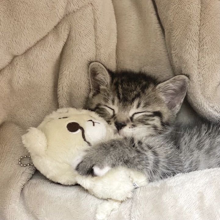 TheCatsX's tweet image. Eepy