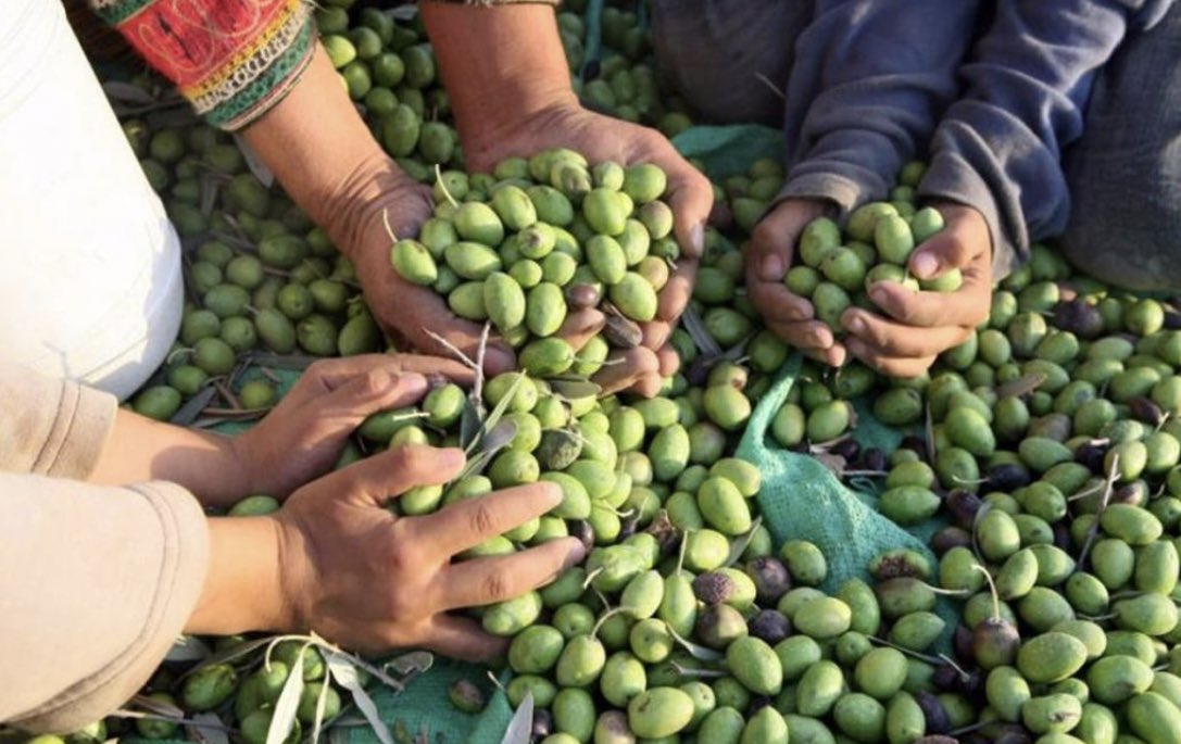vampl0vrrr's tweet photo. olive trees, the heart of palestine. https://t.co/0MGsh29Sns