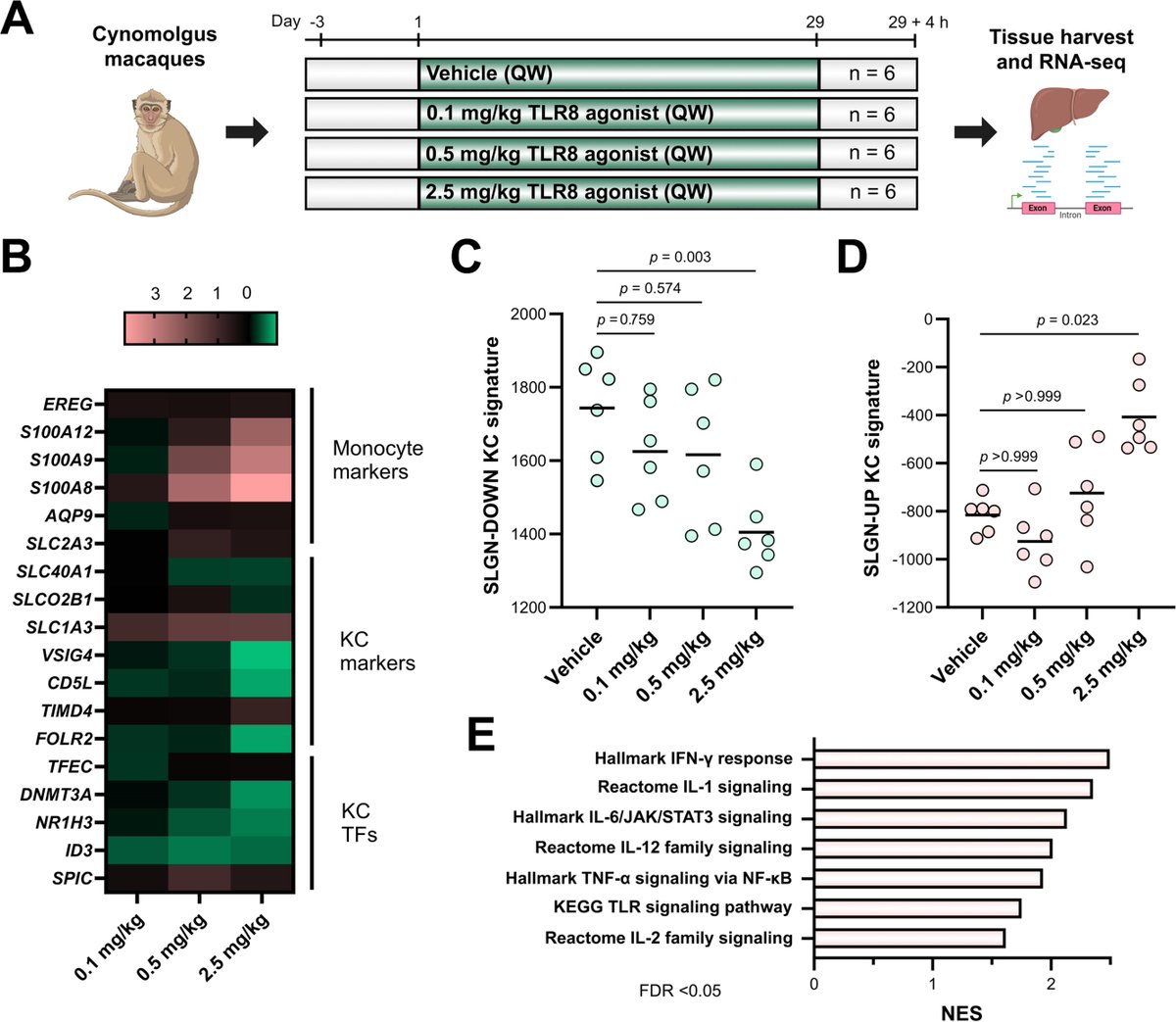 Gut Journal (@gut_bmj) on Twitter photo #GUTImage from the paper by Roca Suarez <a href="/andresroca/">Armando Andres Roca Suarez</a> et al entitled
"TLR8 agonist selgantolimod regulates Kupffer cell differentiation status and impairs HBV entry into hepatocytes via an IL-6-dependent mechanism" via
bit.ly/3O86nzC
@TestoniResearch <a href="/FabienZoulim/">Fabien Zoulim</a> #HBV #GUTImage from the paper by Roca Suarez <a href="/andresroca/">Armando Andres Roca Suarez</a> et al entitled
"TLR8 agonist selgantolimod regulates Kupffer cell differentiation status and impairs HBV entry into hepatocytes via an IL-6-dependent mechanism" via
bit.ly/3O86nzC
@TestoniResearch <a href="/FabienZoulim/">Fabien Zoulim</a> #HBV