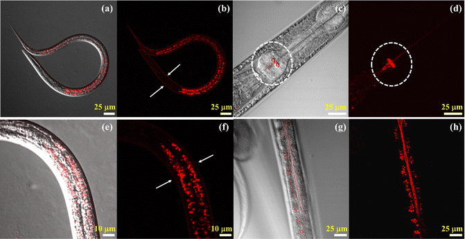 ckn_lab_IIT's tweet photo. Our latest work titled "NIR emissive probe for fluorescence turn-on based dead cell sorting and in vivo viscosity mapping in C. elegans" got published in @JMaterChem B. Congrats to Goraksha, Farhan, Abdul and Bodhi for this work. https://t.co/WpSjWoq1Uj