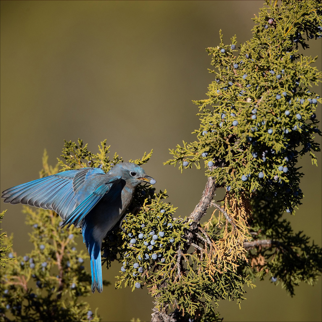 California Academy of Sciences (@calacademy) on Twitter photo Pinyon jay populations are declining drastically throughout the SW — despite living in an ecosystem that spans 100+ million acres. Learn more about the relationship between a little bird & its favorite pinecone in <a href="/bioGraphic/">bioGraphic</a> here: bit.ly/3AjWxYe
📷: Christina Selby Pinyon jay populations are declining drastically throughout the SW — despite living in an ecosystem that spans 100+ million acres. Learn more about the relationship between a little bird & its favorite pinecone in <a href="/bioGraphic/">bioGraphic</a> here: bit.ly/3AjWxYe
📷: Christina Selby