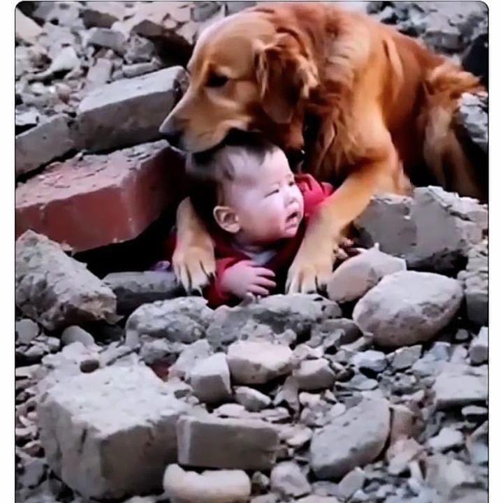 La mejor foto del año. El perro protege al niño que acaba de rescatar esperando la ayuda humana, que esta criatura sobre humana se anticipó.