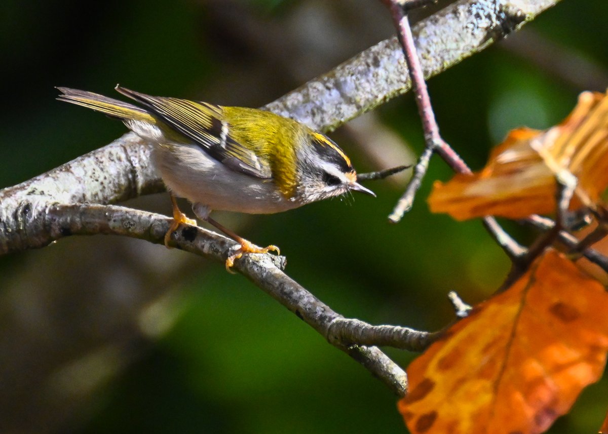 Whether it's #WildCardiffHour or not, it's Tuesday and that means it's time for a Firecrest or two from <a href="/buteparkcardiff/">Bute Park</a> ! Today in seasonal #autumncolours 
#birdphotography #birdwatching