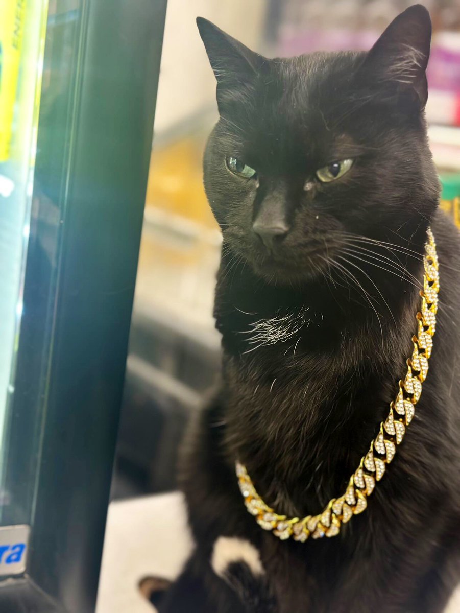 Bodega Cats tweet media