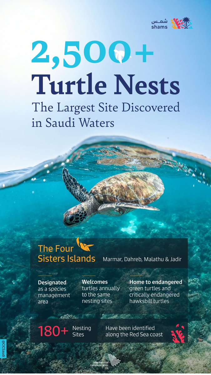 CICSaudi's tweet photo. Critical for maintaining marine ecosystem balance, the sea turtles in the #RedSea are a conservation success story worth telling, and definitely worth preserving. https://t.co/vyEaIqHgUa