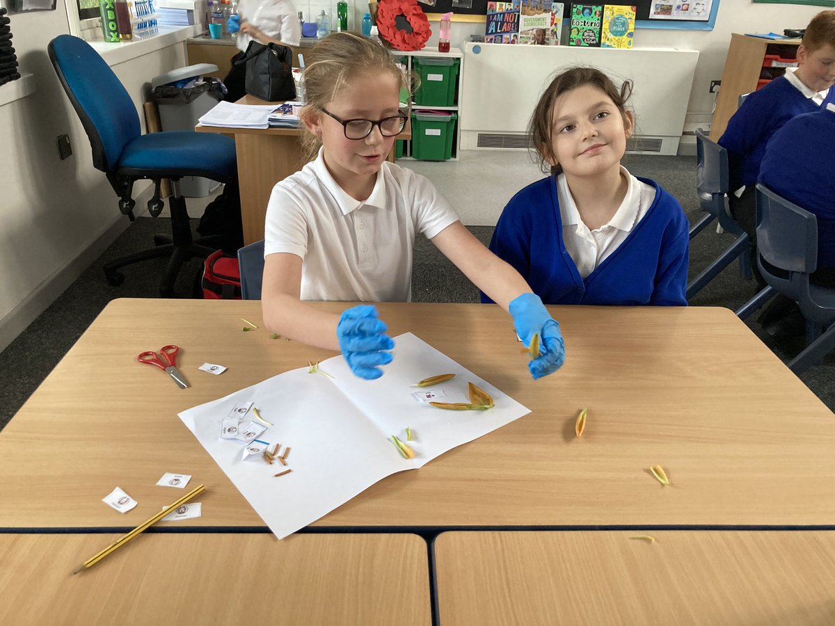Weelsby Y5LD (@mrd_weelsby) on Twitter photo Looking at different parts of a plant and its reproductive system ๐บ๐ธ <a href="/DeltaWeelsby/">Weelsby Academy ๐</a> Looking at different parts of a plant and its reproductive system ๐บ๐ธ <a href="/DeltaWeelsby/">Weelsby Academy ๐</a>