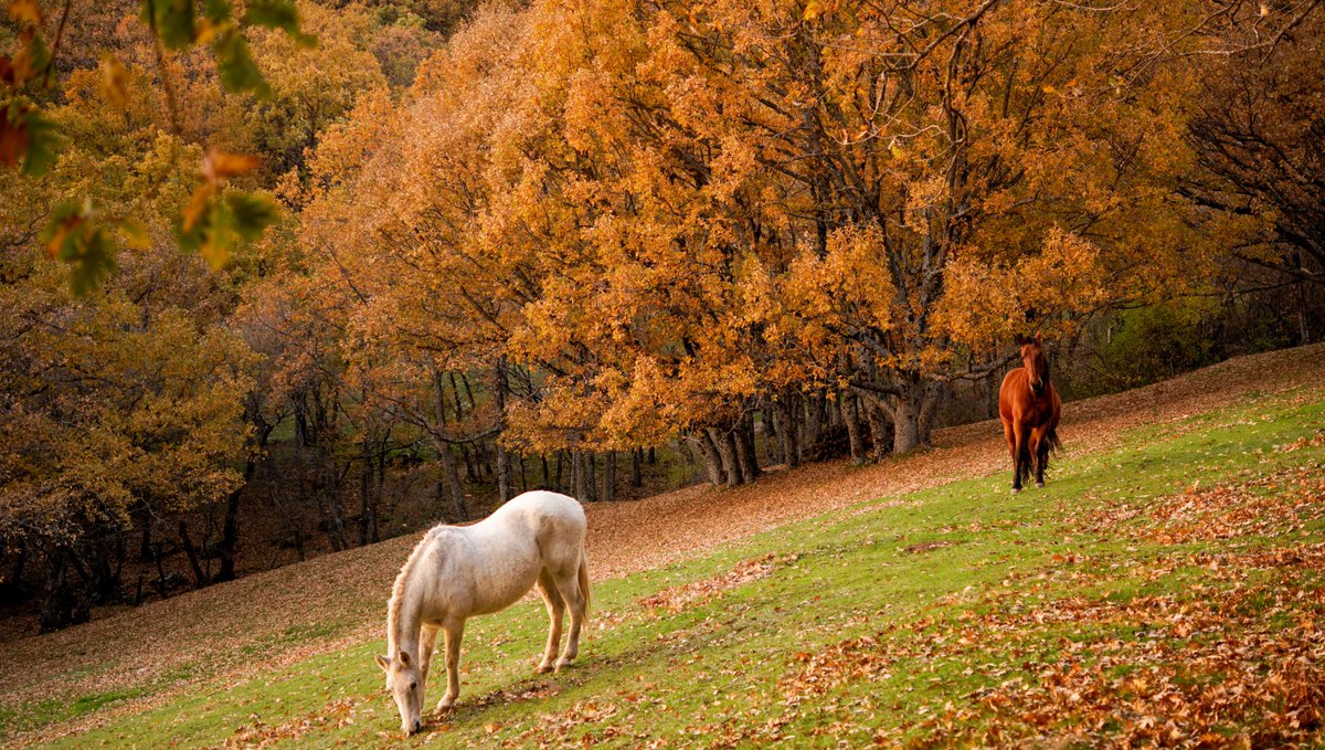 TFCanadas's tweet photo. Otoño en Cercedilla https://t.co/osD6HoBbAf