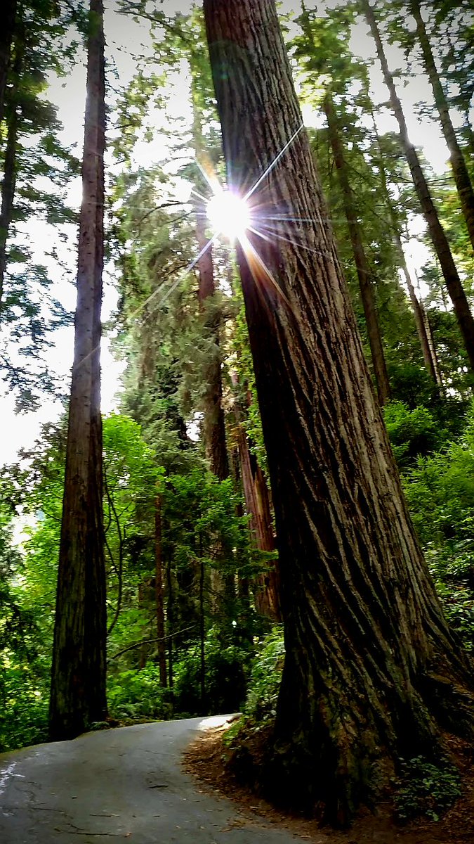 lone_wolf__1's tweet photo. another #TallTreeTuesday redwoods appreciation https://t.co/jLFWNdF3Dt