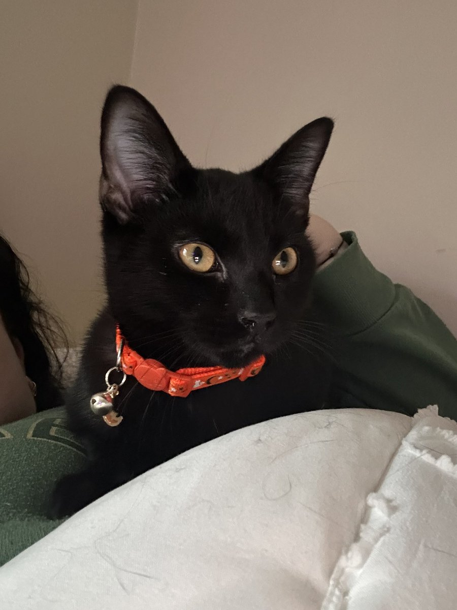 I adopted a kitty 🥺🤍