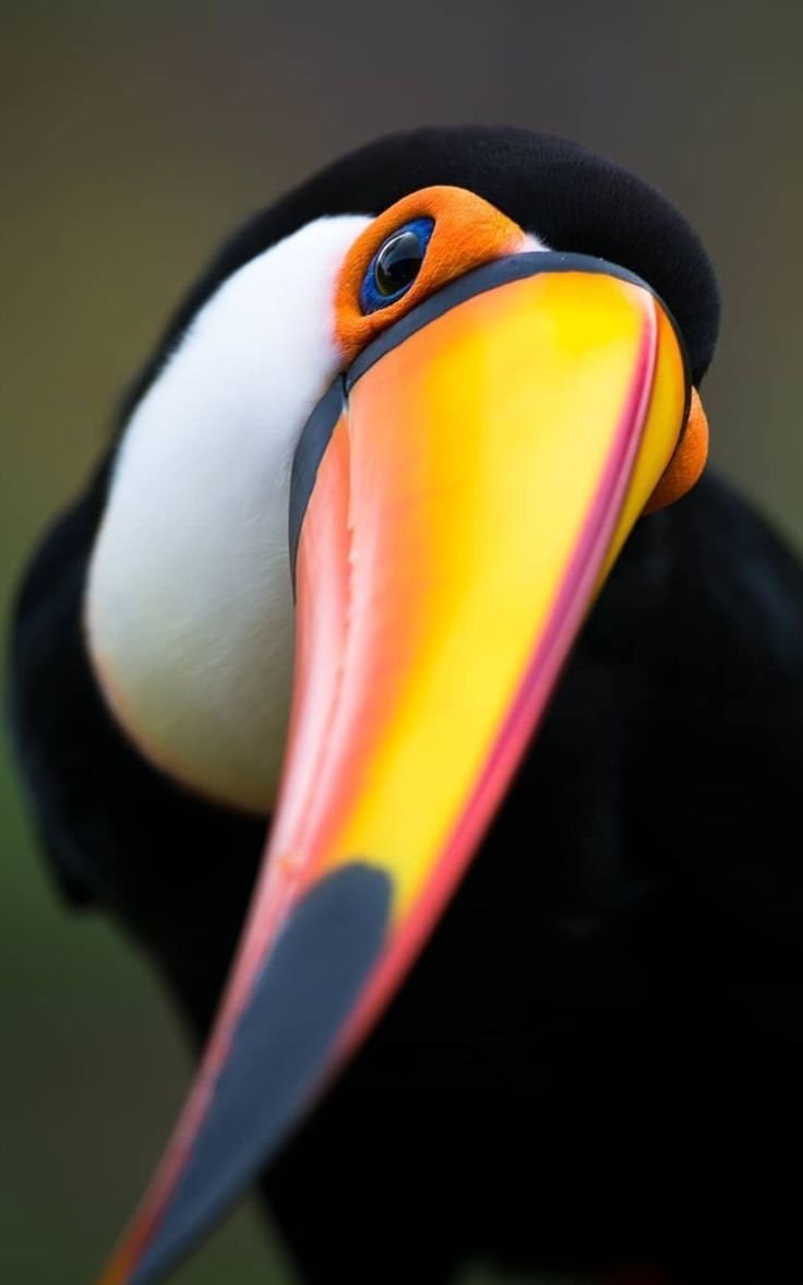 Jessica15750024's tweet photo. #birdlovers #Birdwatching #BirdsOfTwitter #BirdLovers #BirdPhotography #BirdLife #FeatheredFriends #Avian #WildlifePhotography #Birds #Birding #NatureLovers #Birdwatchers #BirdSpotting #BirdStagram #InstaBird #Birdsofinstagram #BirdsOfInstagram #BirdsOfTheWorld #BirdDaily https://t.co/sJIp2yTQEw