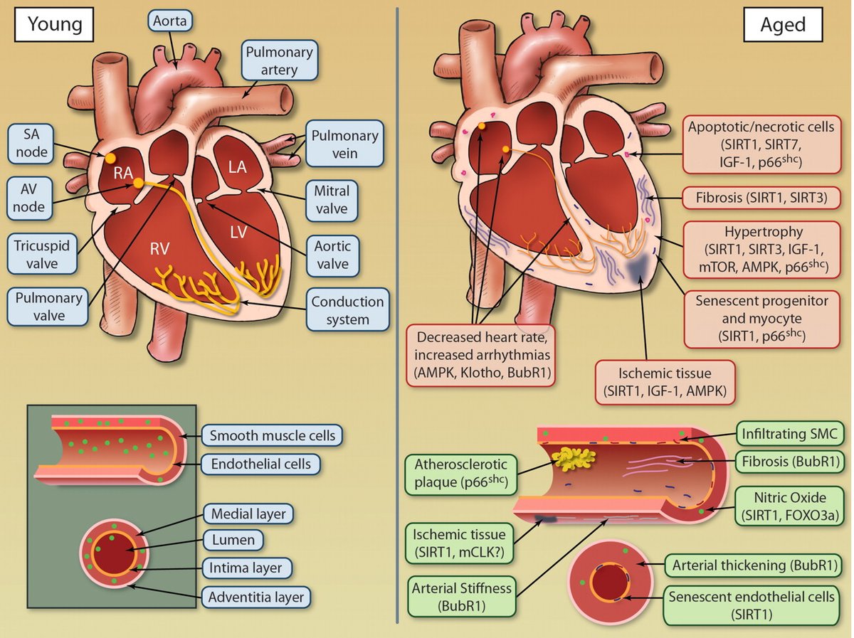 DrDamluji's tweet photo. 🥸 We have been studying #aging in the context of cardiovascular disease for many years now: @MichaelGNanna 

😱 Here are 21 manuscripts that covers the field of cardiovascular aging. 

👇👇👇 https://t.co/v94w5GRc3U