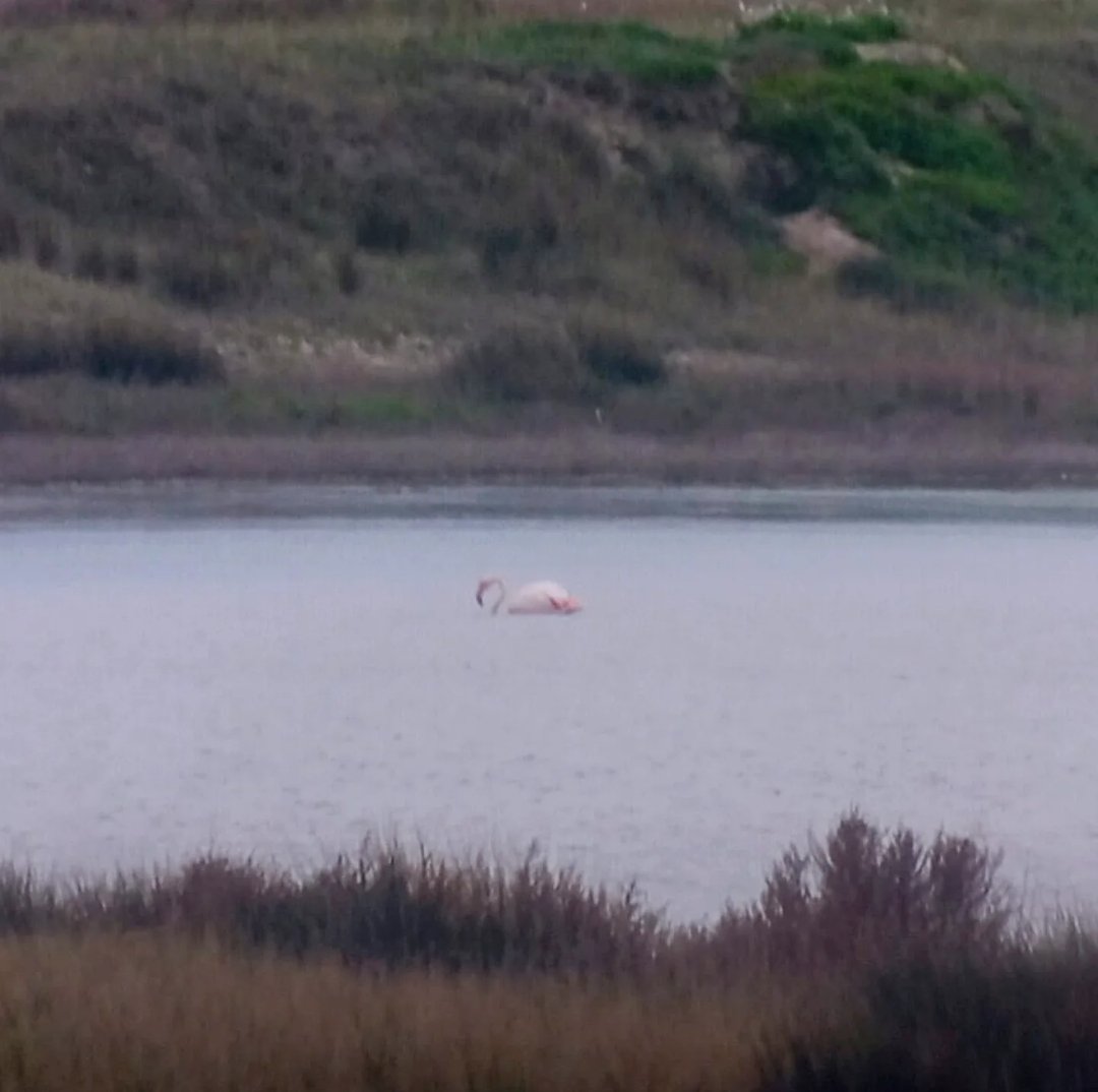 El Instituto Geológico Minero nos ha transmitido hoy el dato de 1,05 m de inundación en la Laguna de Gallocanta.
#lagunadegallocanta