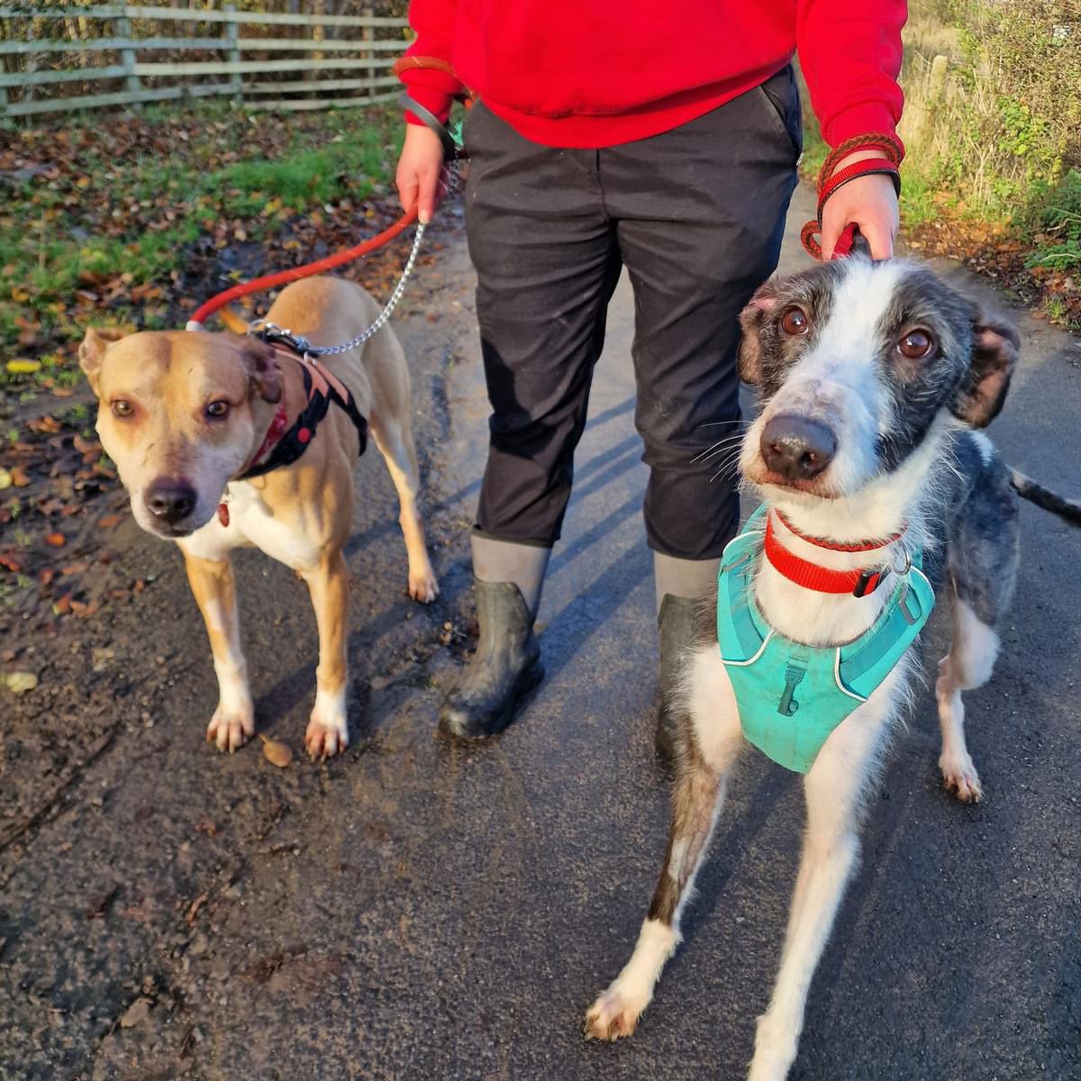 2 absolute beauties both looking for their forever homes! For more info please call 0300 999 4247 or email rehoming@strayaid.org.uk. Or to register your interest please fill out an application form at strayaid.org.uk. Let's get these 2 a loving home for Christmas 🎄 🐶