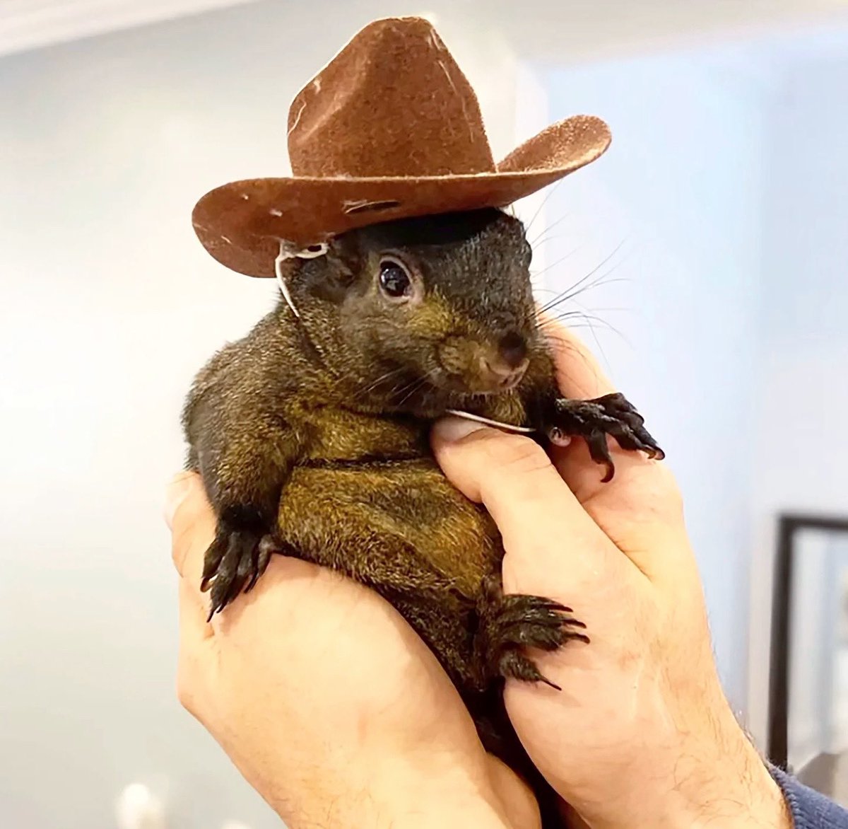 Peanut the squirrel and Fred the raccoon were taken from their families and killed by authorities under outdated “wildlife ownership” laws. In response, <a href="/BlumencranzJake/">Assemblyman Jake Blumencranz</a> introduced #PeanutsLaw as a step towards protecting animals in these cases, acknowledging their right to life.