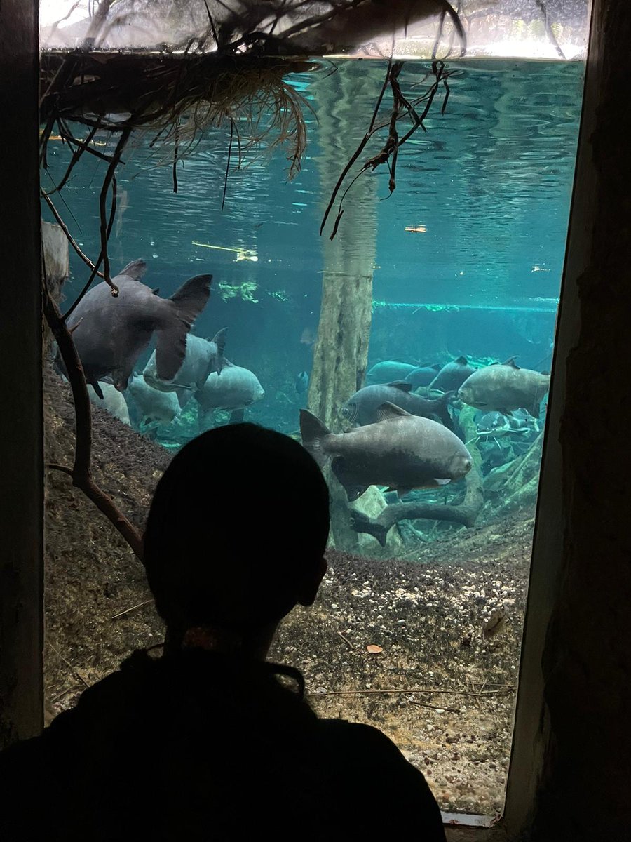 Les nenes i nens de 6è hem anat al CosmoCaixa a Barcelona amb els nostres companys d’Eslovènia🇸🇮 que comparteixen aquesta setmana amb nosaltres a través del projecte Erasmus+.

#ADNprim #transformacióeducativa #erasmusplus <a href="/sepiegob/">SEPIE</a> <a href="/EUErasmusPlus/">Erasmus+</a>