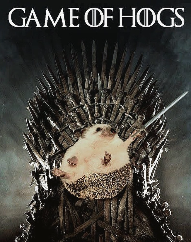 pickleonpump's tweet photo. @Poe_Ether Hedgehogs are bullish 
Hedgehog season is upon us https://t.co/8XTT2ouyXk