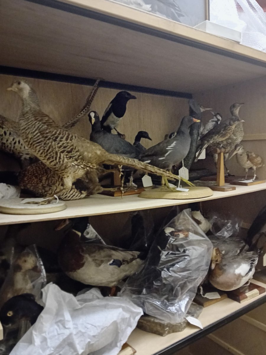 Scottish Museums Federation tweet media