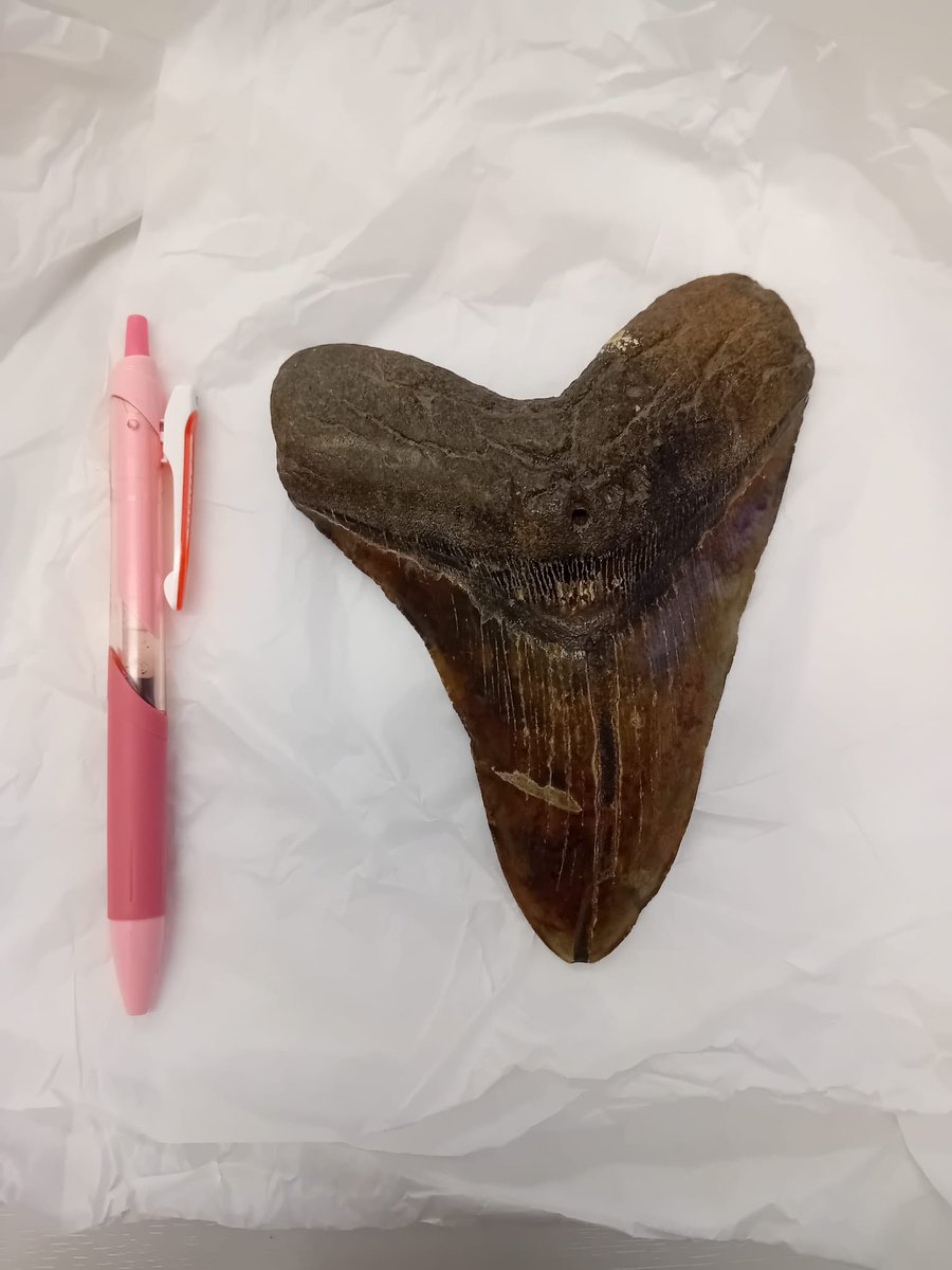 Scottish Museums Federation tweet media