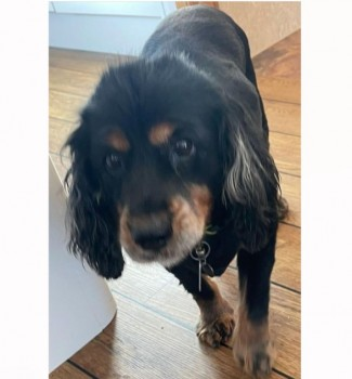 millypod1's tweet photo. 🆘10 NOV 2024 #Lost #ScanMe
** NEEDS MEDICATION ** PLEASE SHARE
ELDERLY Black /Light Tan Cocker Spaniel Female
Greenock Road area of #Largs North Ayrshire #Scotland #KA30
https://t.co/iCJsP3kpS6 https://t.co/1KuRynv9tB