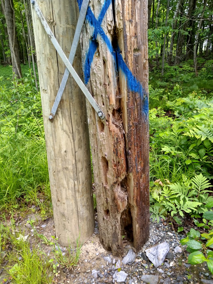 Micho Schumann tweet media