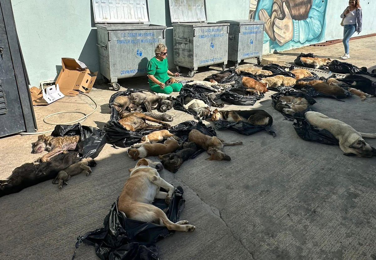 30 Köpek 14 Kediyi bayılttılar, poşetlere koydular!

Yaşam hakkını savunan dostlarımıza iftira atarak hedef gösterdiler!

Zabıtalarını üzerimize saldırttılar!

Yarından itibaren Gebze’de basın bildirisi, sokak röportajları yapacağız!

Hodri meydan Zinnur!

<a href="/zinnurbuyukgoz/">Zinnur Büyükgöz</a>