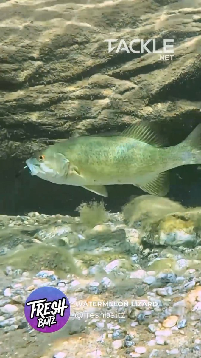 tackle_net's tweet image. It looks so real🔥 @freshbaitz 🎣 . . . #custombaits #swimbait #customswimbaits #handmadelures #customlures #baitmaking #bigfish #fisherman #fishingtrip #luremaking #fishinglure #fishinglures #lurebuilding #bassfishing… instagram.com/reel/DCR8rrosE… tackle.net