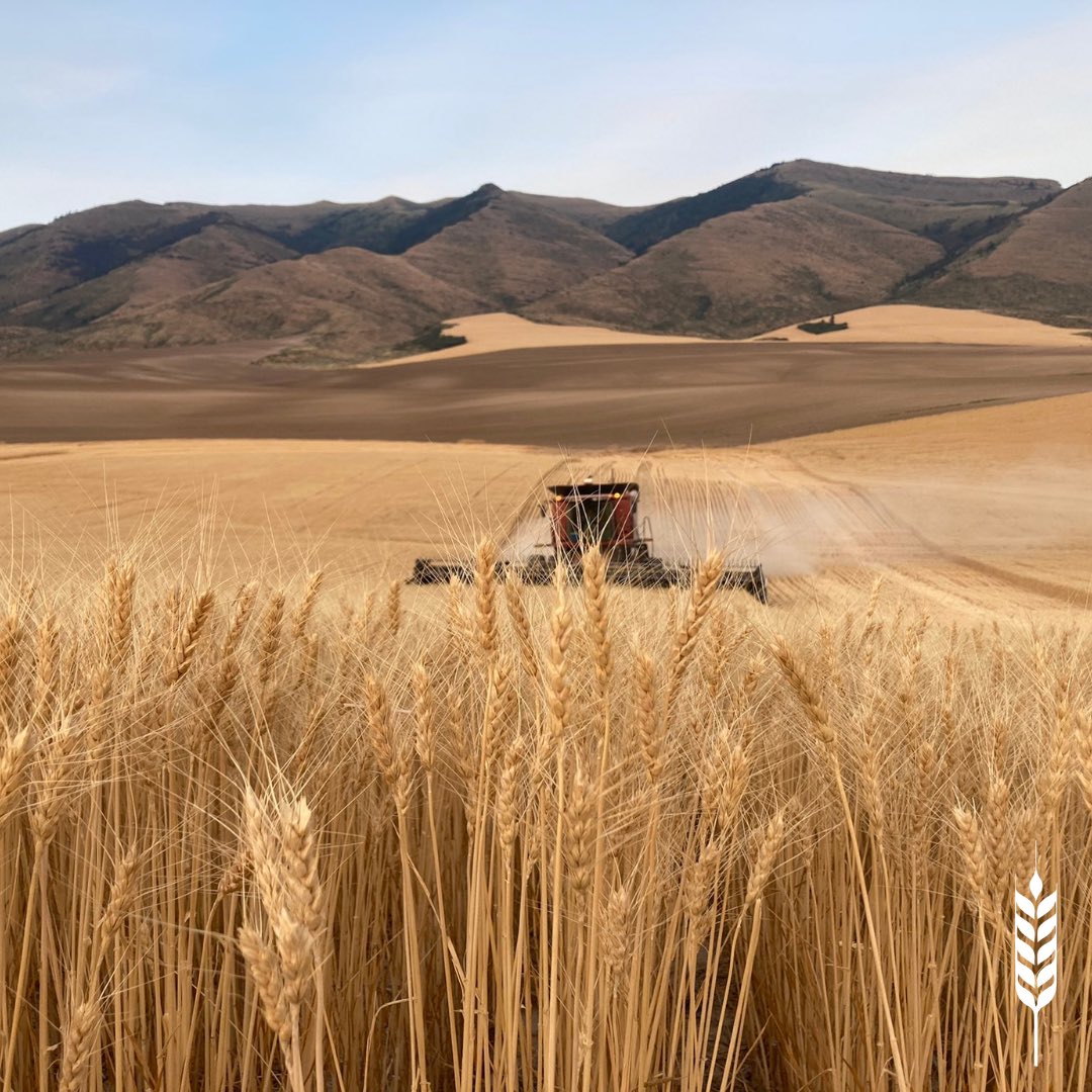 With the 2024 wheat harvest complete, we want to thank all of our farmers for working so hard and giving up meals at their tables so we could all have meals at ours. 🌾
#wheat #idahowheat #wheatharvest #farmtotable #fieldtofork
