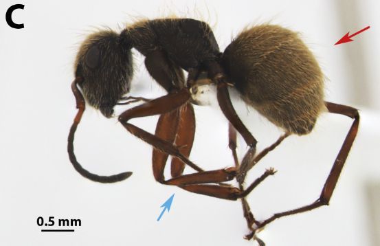 First record of Camponotus textor Forel, 1899 (Hymenoptera, Formicidae) from Ecuador 

doi.org/10.15560/20.3.… 

#Camponotini #distribution #Formicinae #insect #Paciﬁclowlands #newrecords #weaverant #checklist #checklistjournal #pensoftpublishers