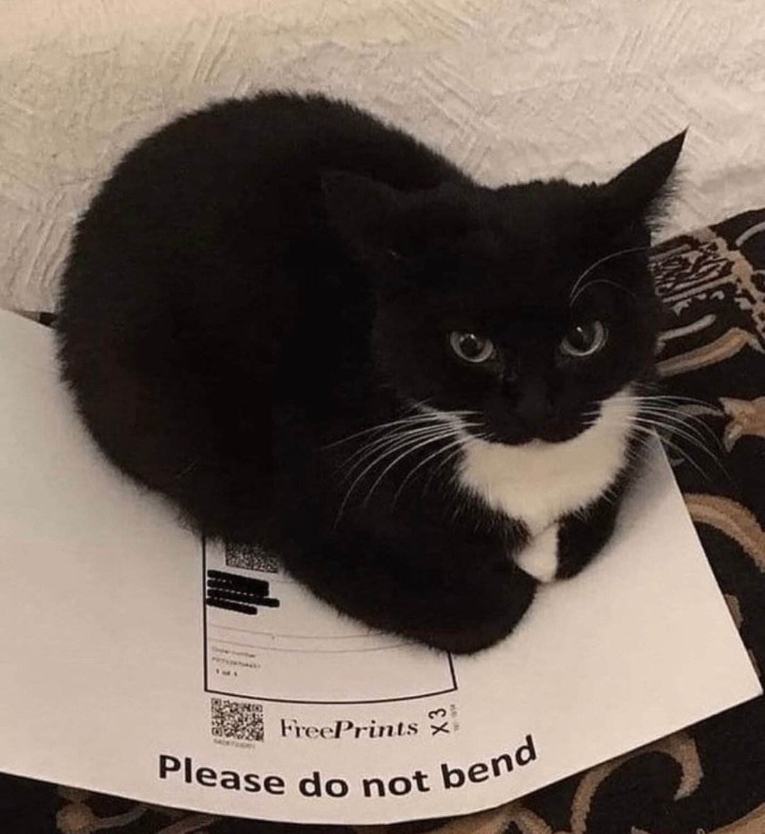 Punch Cat (@punchingcat) on Twitter photo 