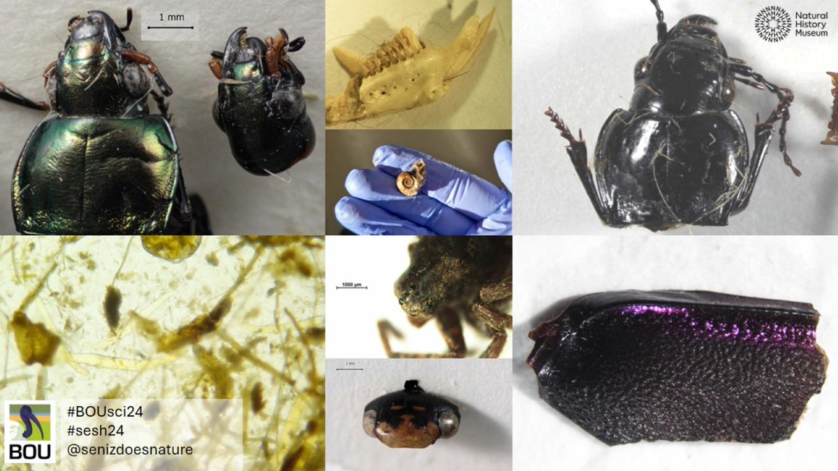 senizdoesnature's tweet photo. (5/6) Species were identified with support from entomologists at the @NHM_London. The wild group consumed a typical diet of common taxa, which was primarily insects, followed closely by earthworms and, to a lesser extent, small mammals.

#BOUsci24 #sesh4 #ornithology https://t.co/0qTkcQdXU3