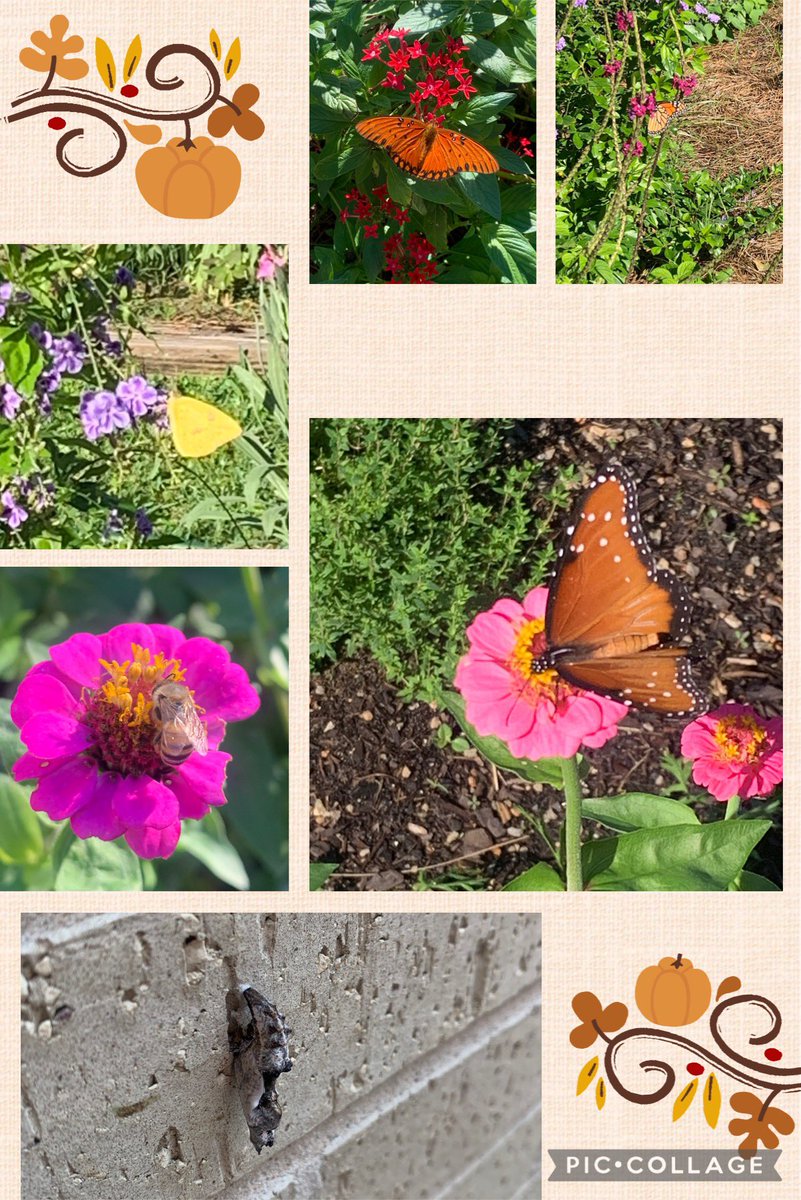 Elaine Winger tweet media