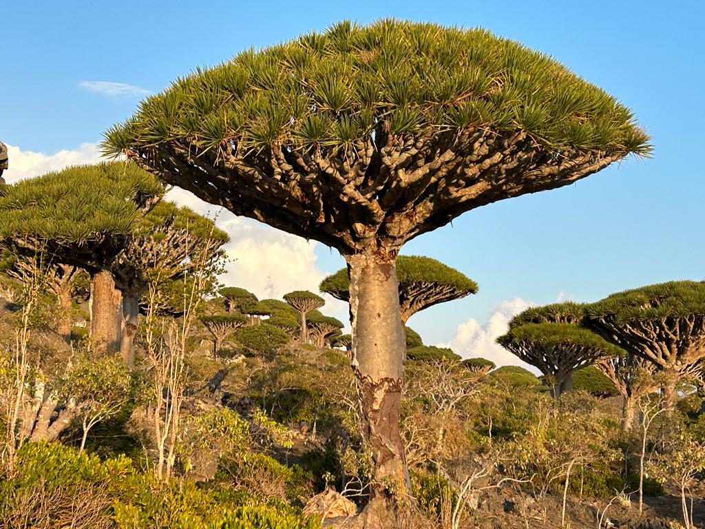 Aa702Ali's tweet photo. Come and discover Socotra island Dragon's Blood Trees (A'arhiyib): used to stop bleeding and to prevent haemorrhaging after childbirth.Also used as cosmetic it's mixed with water and applied to the face and bring a blush to the skin. contact for more inf.
https://t.co/5zTHEuJE5a https://t.co/kShYhiygEt