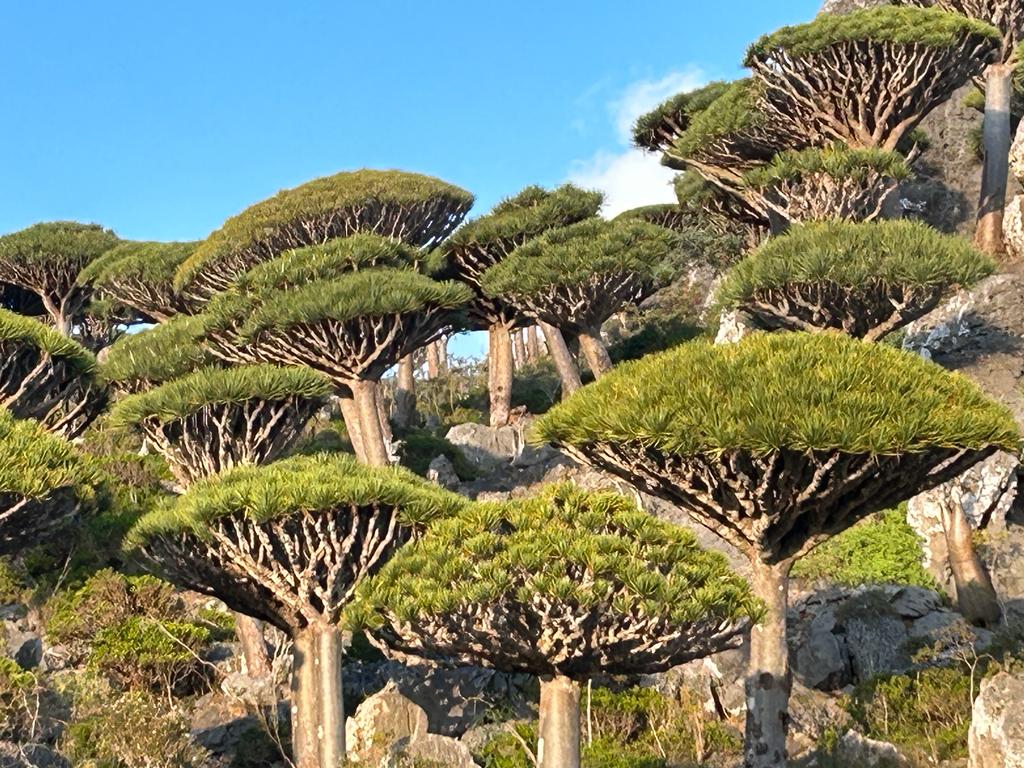 Aa702Ali's tweet photo. Come and discover Socotra island Dragon's Blood Trees (A'arhiyib): used to stop bleeding and to prevent haemorrhaging after childbirth.Also used as cosmetic it's mixed with water and applied to the face and bring a blush to the skin. contact for more inf.
https://t.co/5zTHEuJE5a https://t.co/kShYhiygEt